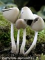 Coprinopsis marcescibilis-amf1597